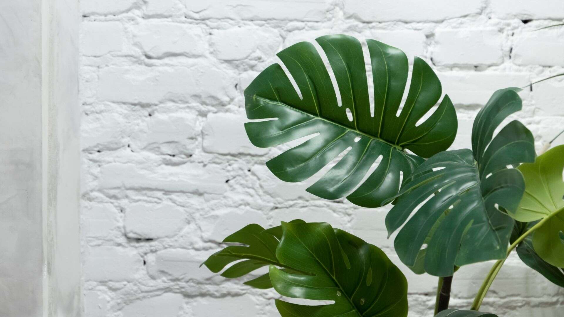 White Brick Wall with Plants